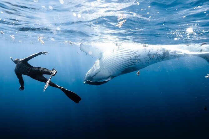 Half Day Private Whale Watching in Moorea - Who Would Enjoy This Tour?