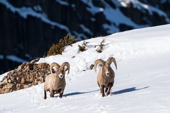 Half Day Private Wildlife Photography Tour in Yellowstone - Exploring the Half Day Private Wildlife Photography Tour in Yellowstone
