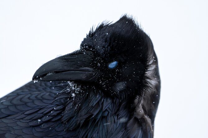 Half Day Private Wildlife Photography Tour in Yellowstone - The Sum Up