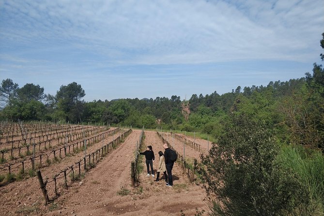 Half Day Private Wine & Oil Tasting Tour Near Barcelona With Hotel Pick up - Reviews