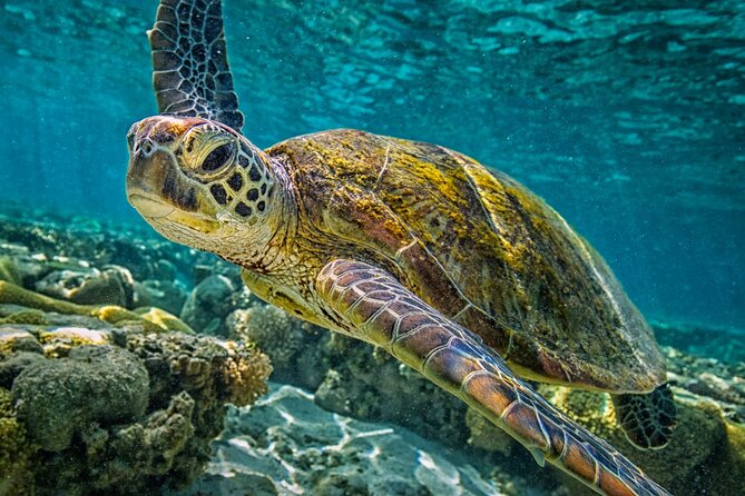 Half-Day Puerto Morelos Snorkeling Experience With Lunch - Pricing and Booking Details