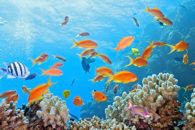 Half-Day Puerto Morelos Snorkeling Experience With Lunch - Traveler Photos and Reviews