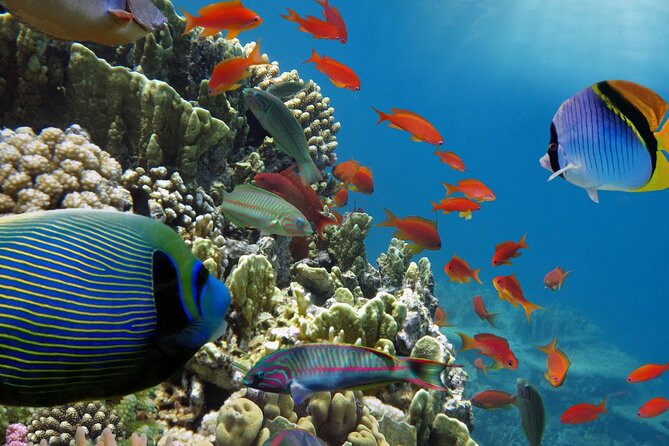 Half-Day Puerto Morelos Snorkeling Experience With Lunch - Select Date and Travelers