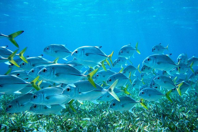 Half Day Reef Fishing Tour in South Caye - Tour Overview