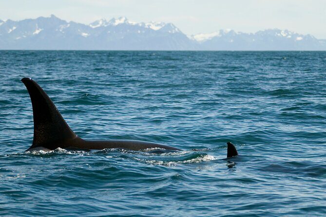 Half-day Resurrection Bay & Wildlife Tour from Seward - Final Thoughts: Is This Tour Worth It?