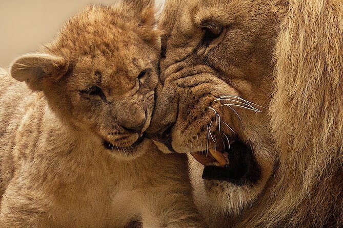 Half Day Rhino and Lion Park Closed Vehicle Game Drive - Good To Know