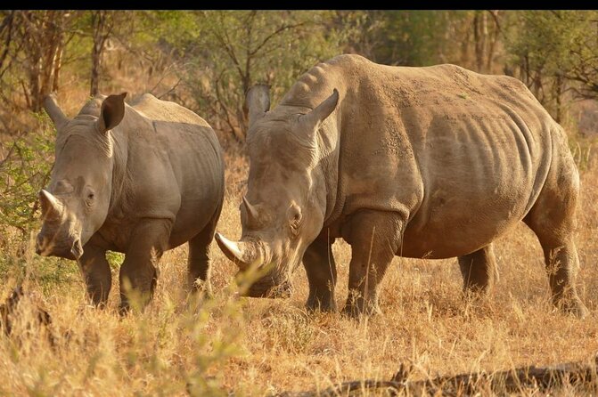 Half Day Rhino and Lion Park Closed Vehicle Game Drive - Pickup and Meeting Details