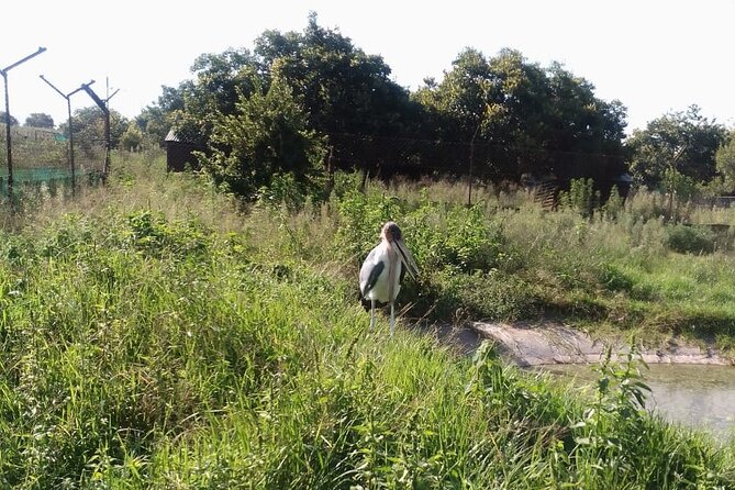 Half Day Rhino and Lion Park Closed Vehicle Game Drive - Price and Booking Information