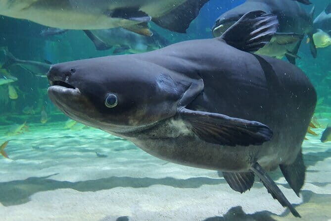 Half Day River Monster Tour with Private Guide in Siem Reap - Final Thoughts