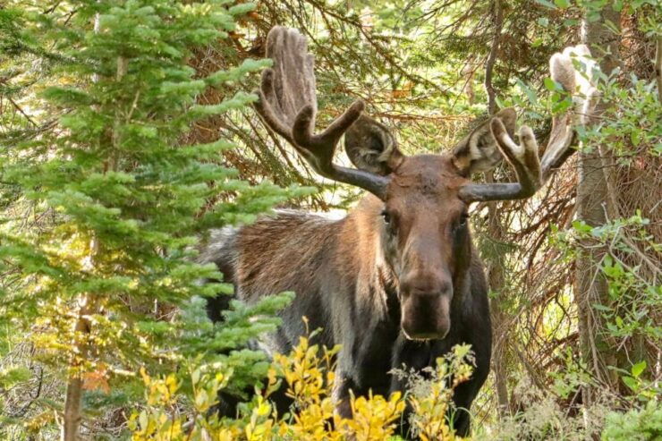 Half-Day RMNP Lakes and Meadows Tour-RMNPhotographer - Activity Highlights