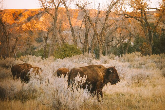 Half Day Rocky Mountain Escape - Tour Itinerary and Highlights