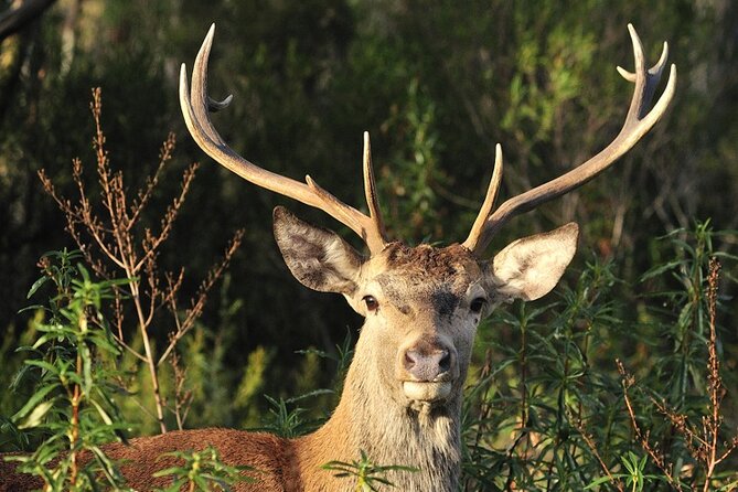 Half Day Safari 44 Through the Monfragüe National Park PICNIC - Cancellation Policy