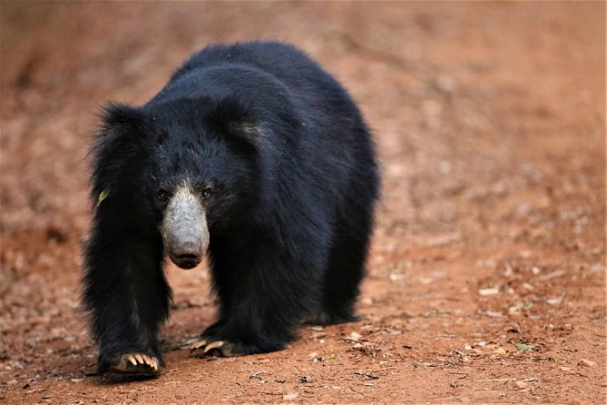 Half Day Safari at Yala National Park From Yala / Tissamaharama - Inclusions and Logistics Covered