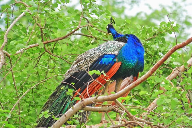 Half Day Safari at Yala National Park From Yala / Tissamaharama - Important Booking Information