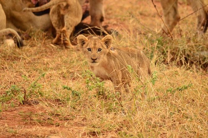 Half Day Safari From Johannesburg - The Sum Up