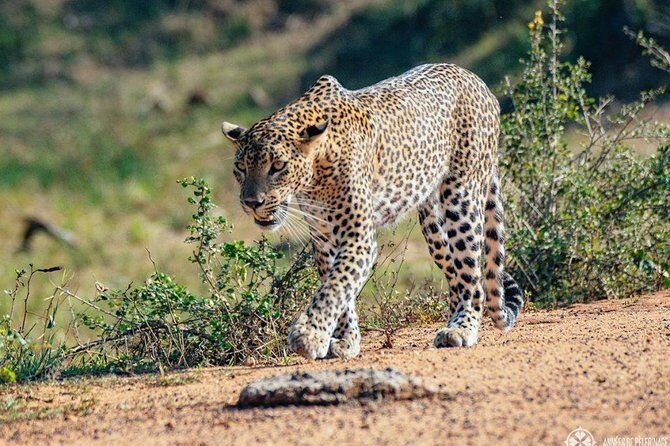 Half Day Safari in Yala National Park from Hambantota Harbor - Good To Know