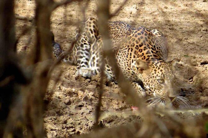 Half Day Safari in Yala National Park from Hambantota Harbor - What to Expect on the Tour