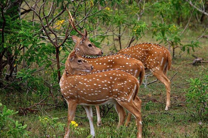 Half Day Safari in Yala National Park from Hambantota Harbor - Final Thoughts