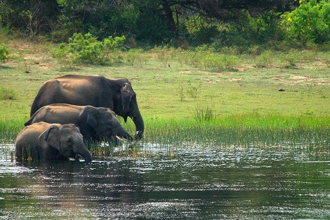 Half Day Safari in Yala National Park from Hambantota Harbor - FAQs