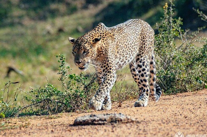 Half Day Safari in Yala National Park from Hambantota Harbor - Final Thoughts