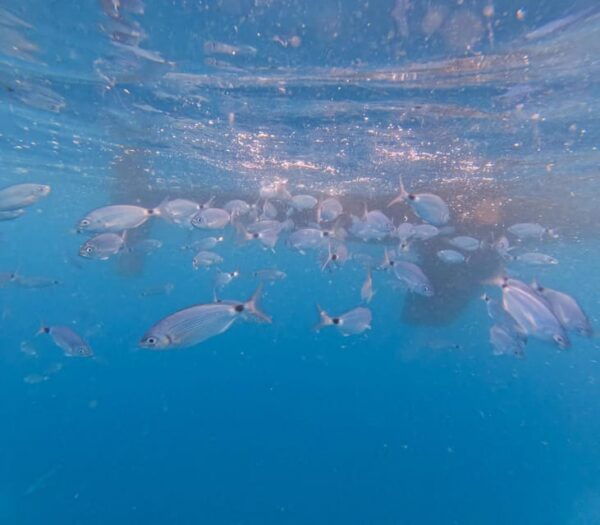Half Day Sailing Experience In Pula - Frequently Asked Questions