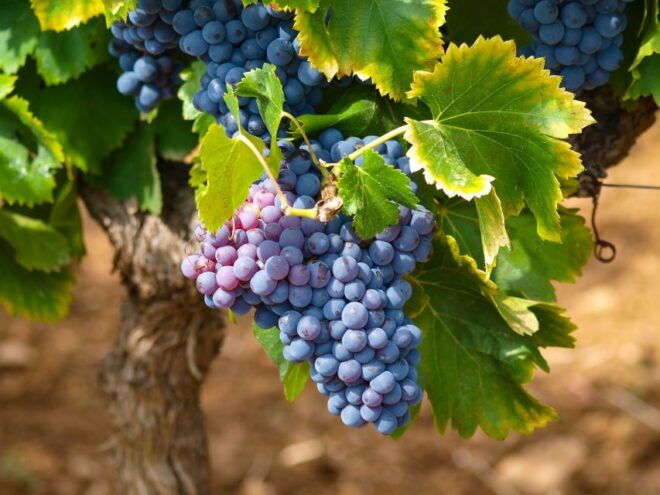 Half-Day Saint Paul De Vence and Wine Tasting Tour From Nice - Itinerary