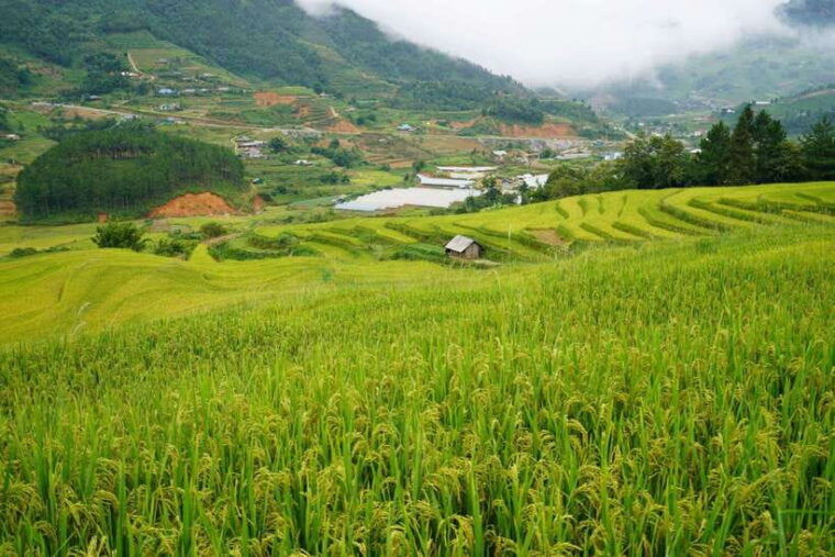 Half Day Sapa Trekking to Visit Lao Chai - Ta Van - Inclusions and What to Bring