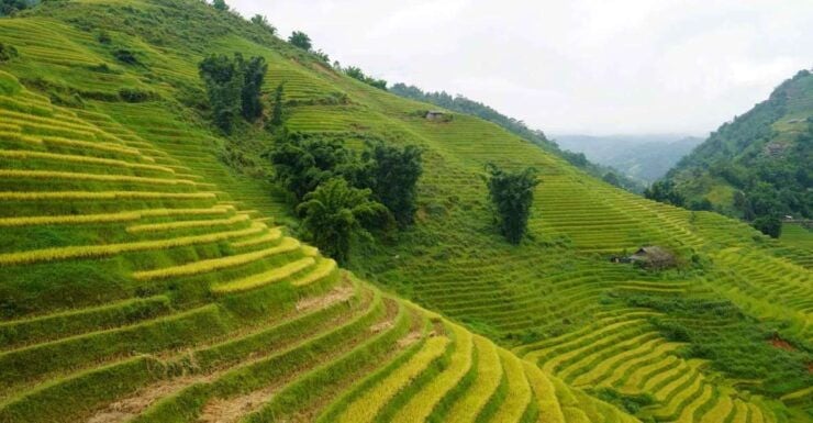 Half Day Sapa Trekking to Visit Lao Chai - Ta Van - Good To Know