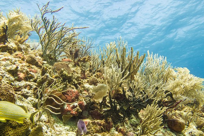 Half-Day Scuba Diving in Playa Del Carmen for Small-Group - Common Questions