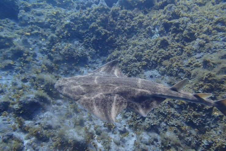 Half-Day Scuba Diving in Tenerife From Abades Beach - Experience Highlights