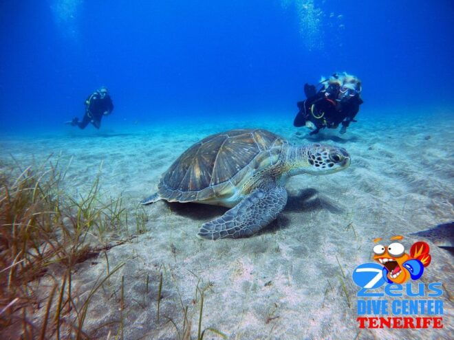 Half-Day Scuba Diving in Tenerife From Abades Beach - Full Description