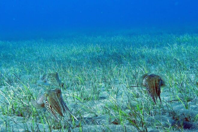 Half-Day Scuba Diving in Tenerife From Abades Beach - Review Summary