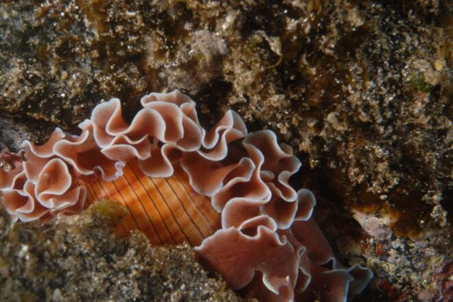 Half-Day Scuba Diving in Tenerife From Abades Beach - Customer Reviews