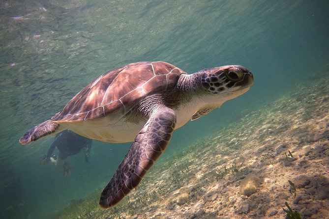 Half-Day Scuba Diving Tour - Discover Scuba Diving! - Tour Details