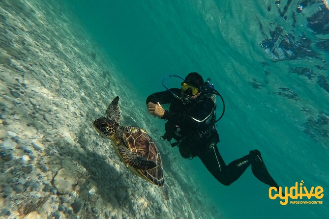 Half-Day Scuba Diving Tour - Discover Scuba Diving! - Meeting and Pickup