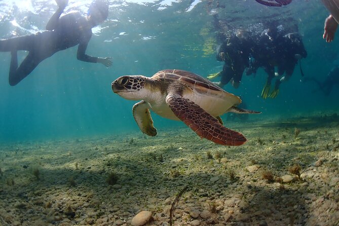 Half-Day Scuba Diving Tour - Discover Scuba Diving! - Reviews