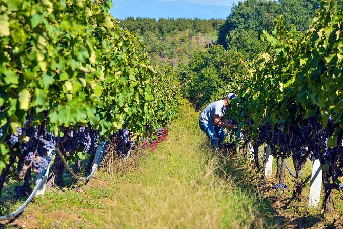 Half Day Semi-Private Wine Tour of 2 Wineries With Wine Tastings - Booking and Pricing Information