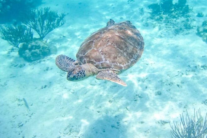 Half Day Semiprivate Snorkeling Tour With Turtles & Cenote - Included Services