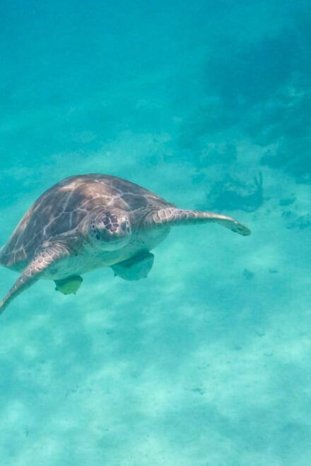 Half Day Semiprivate Snorkeling Tour With Turtles & Cenote - Restrictions and Recommendations