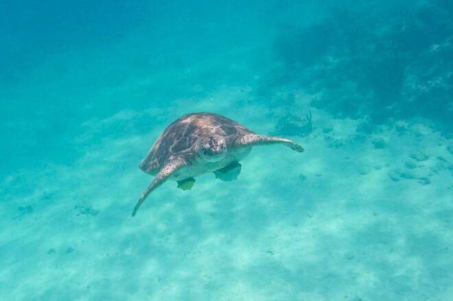 Half Day Semiprivate Snorkeling Tour With Turtles & Cenote - Prohibited Items and Safety Information