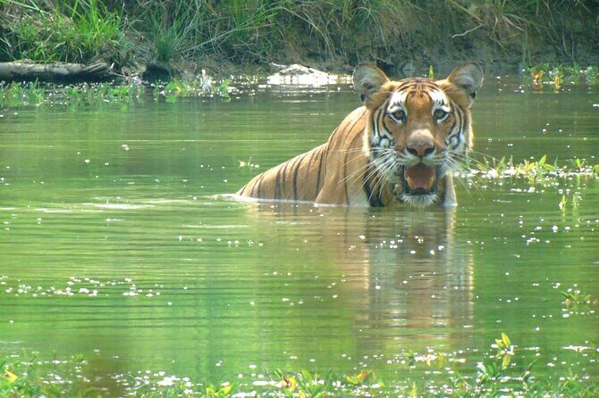 Half Day Sharing Jeep Safari in Chitwan National Park - An In-Depth Look at the Safari Experience  