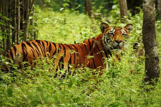 Half Day Sharing Jeep Safari in Chitwan National Park - The Sum Up  