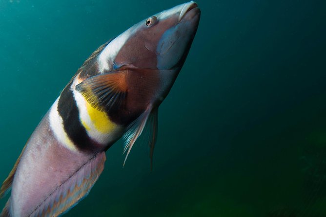 Half-Day Small-Group Beginner Diving Lesson, Goat Island  - Auckland - Overview and Experience