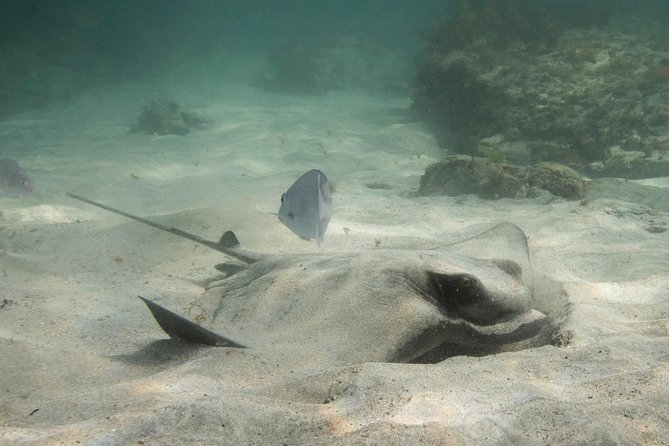 Half-Day Small-Group Beginner Diving Lesson, Goat Island  - Auckland - Meeting and Pickup Details