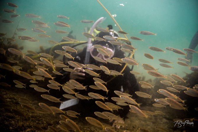 Half-Day Small-Group Beginner Diving Lesson, Goat Island  - Auckland - Cancellation Policy