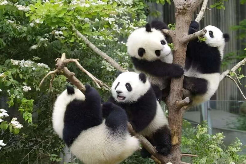Half day small group tour to Chengdu Panda Breeding Center - Why Price and Value Matter