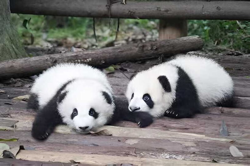 Half day small group tour to Chengdu Panda Breeding Center - Who Is This Tour Best For?