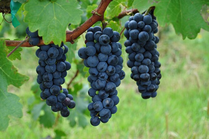 Half-Day Small-Group Vineyard Tour With Tastings  - San Miguel De Allende - Directions