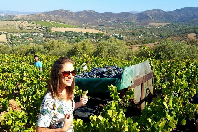 Half-Day Small-Group Wine Experience With Wine Expert From Cagliari - Pricing and Additional Information