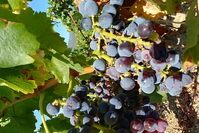 Half-Day Small-Group Wine Experience With Wine Expert From Cagliari - Customer Reviews